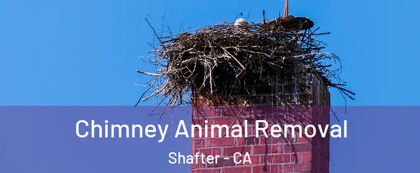 Chimney Animal Removal Shafter - CA