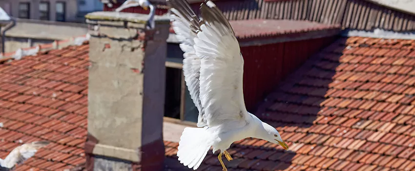Residential Chimney Animal Removal Solution in Shafter, CA
